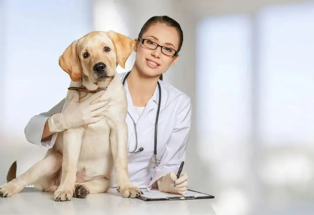 pet hospital pet hospital
